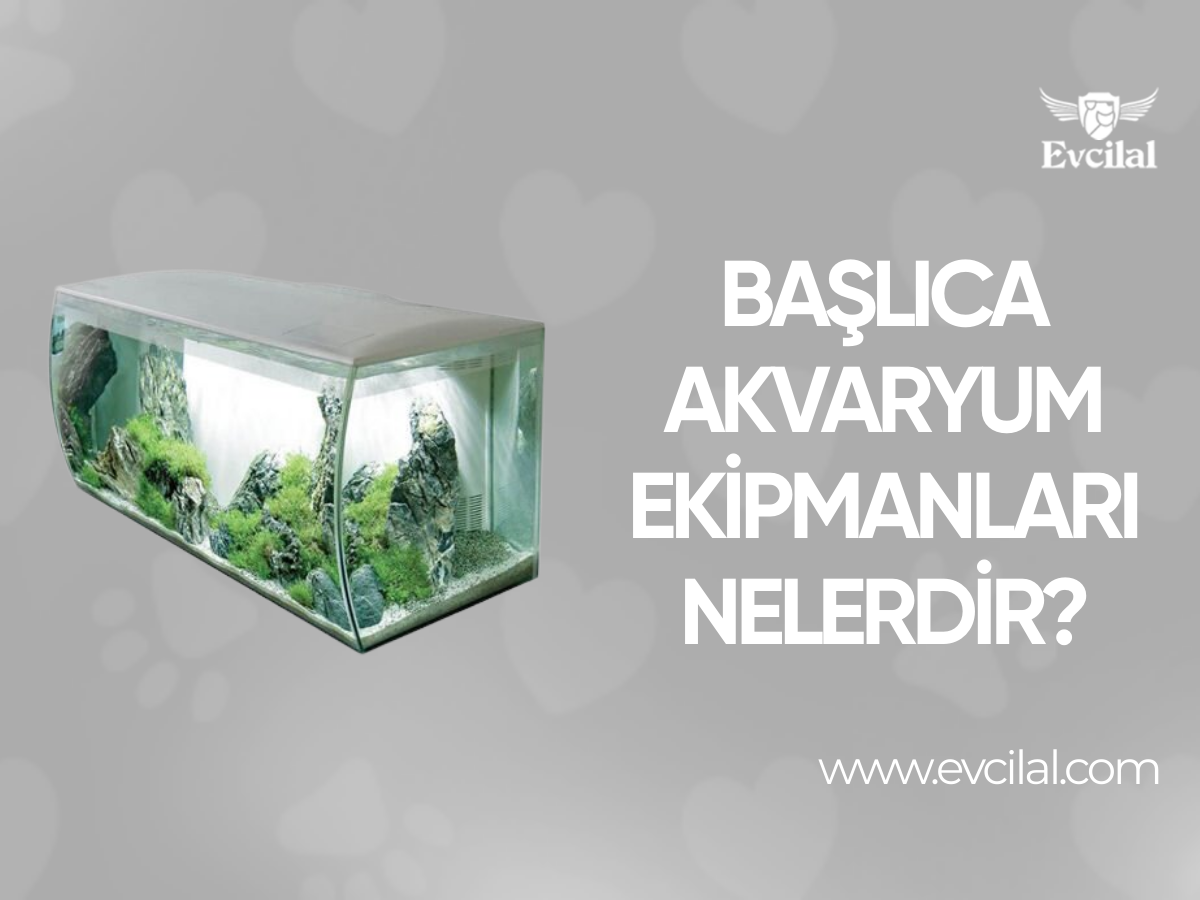 Başlıca Akvaryum Ekipmanları Nelerdir?