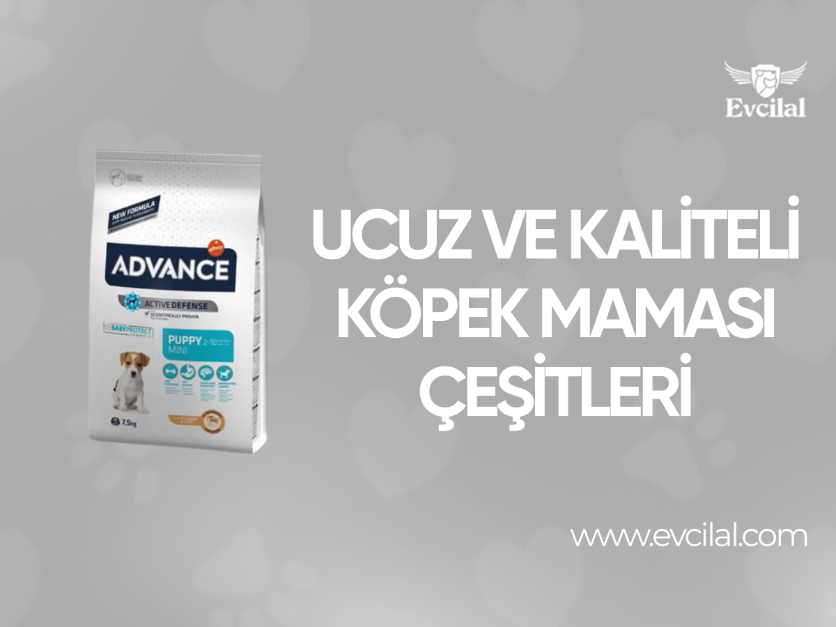 Ucuz ve Kaliteli Köpek Maması Çeşitleri Hangileri