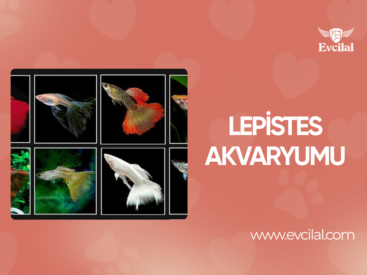 Lepistes Akvaryumu