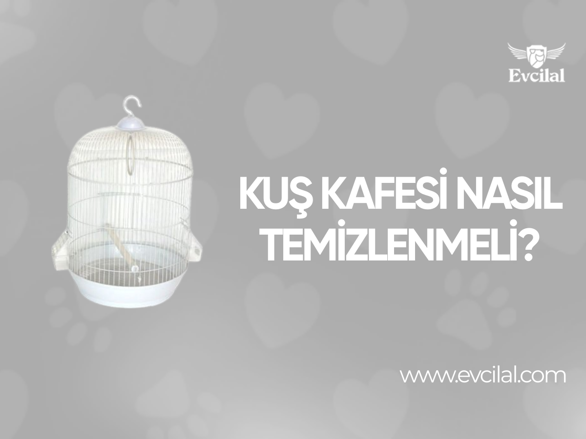 Kuş Kafesi Nasıl Temizlenmeli?