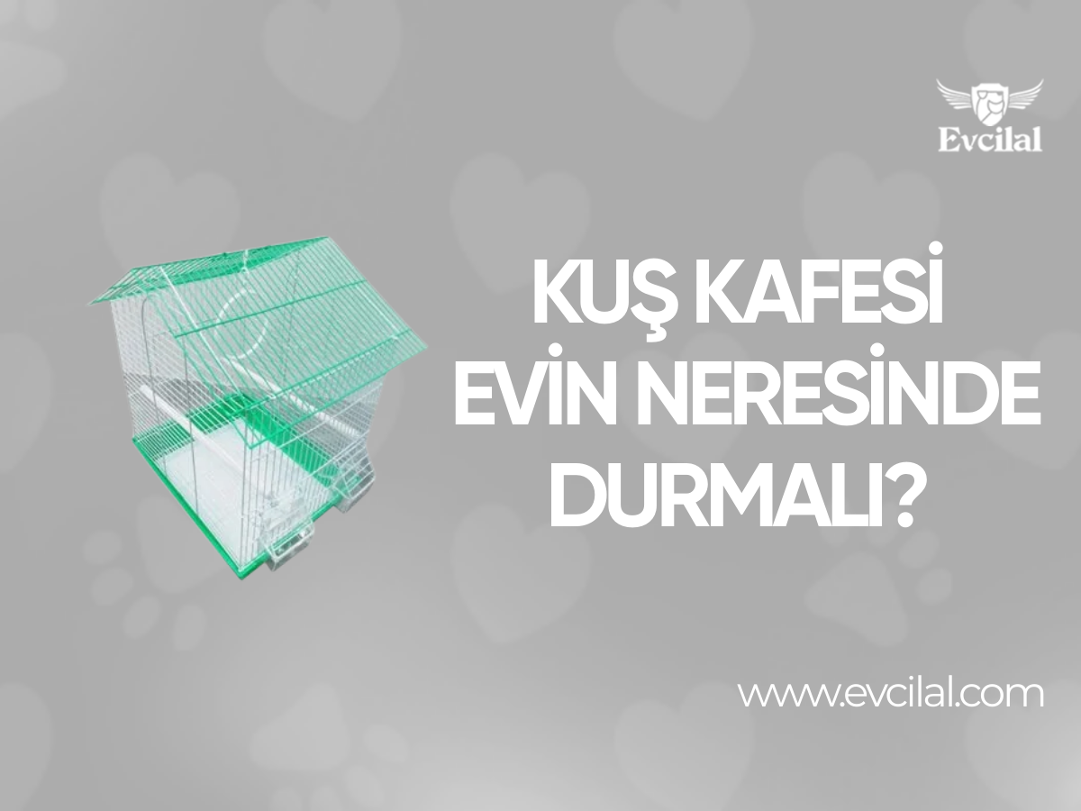 Kuş Kafesi Evin Neresinde Durmalı?