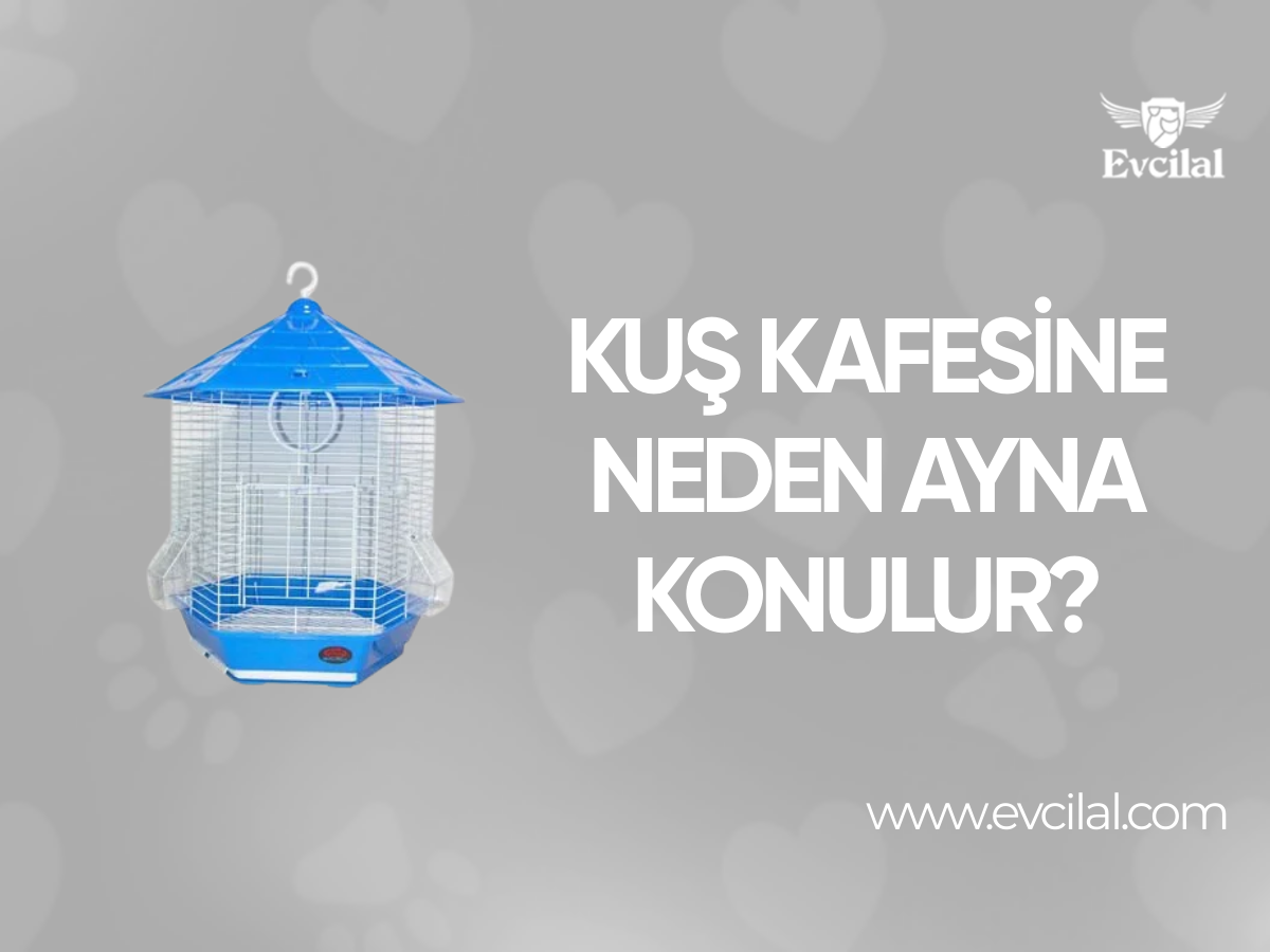 Kuş Kafesine Neden Ayna Konulur?