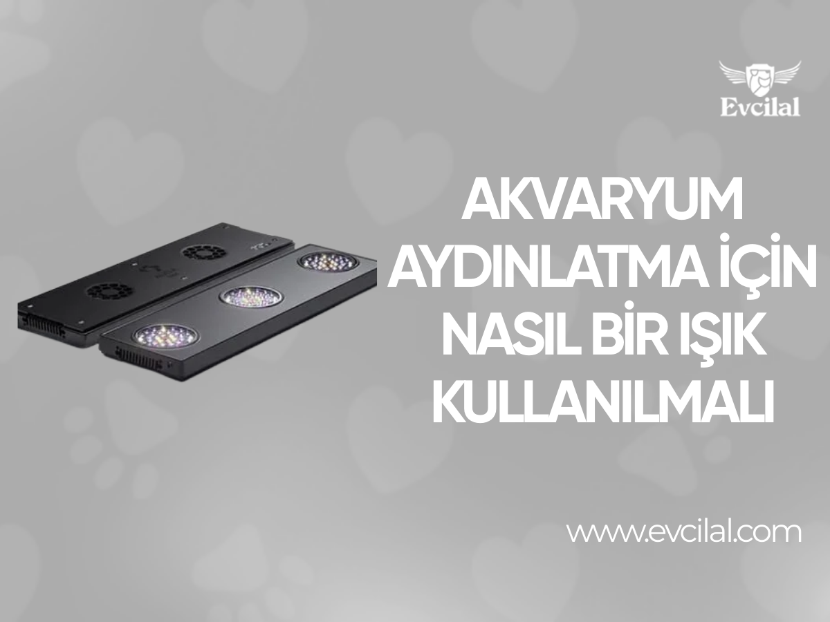 Akvaryum Aydınlatma İçin Nasıl Bir Işık Kullanılmalı