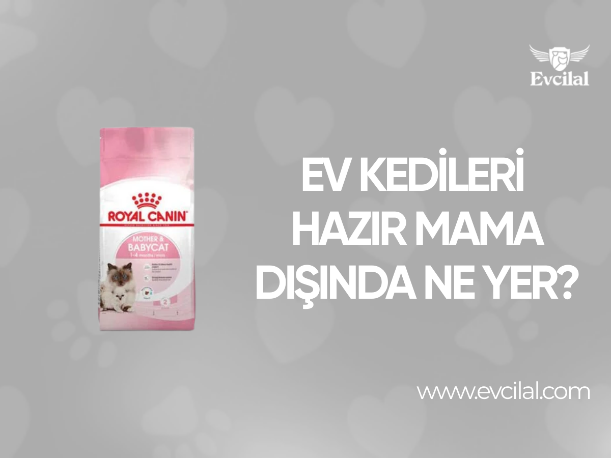 Ev Kedileri Hazır Mama Dışında Ne Yer?