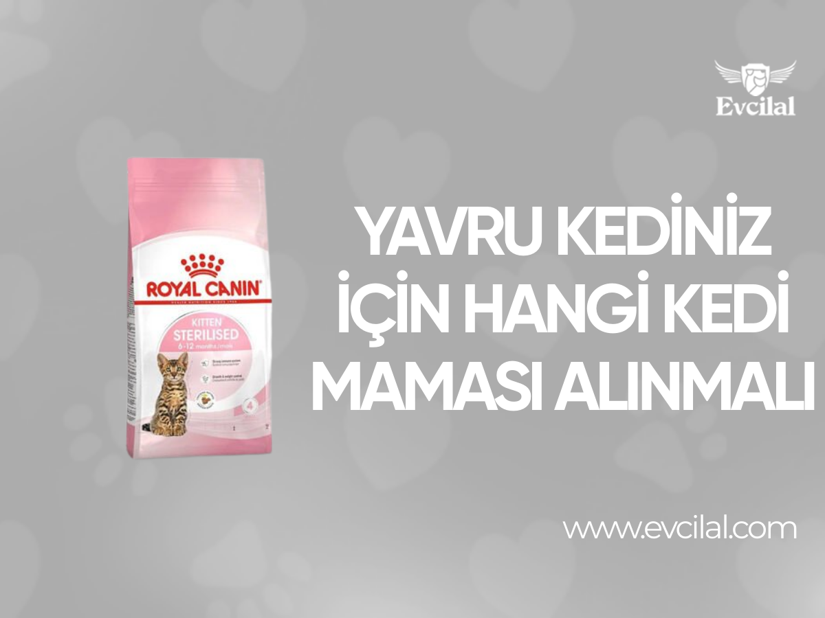 Yavru Kediniz İçin Hangi Kedi Maması Alınmalı