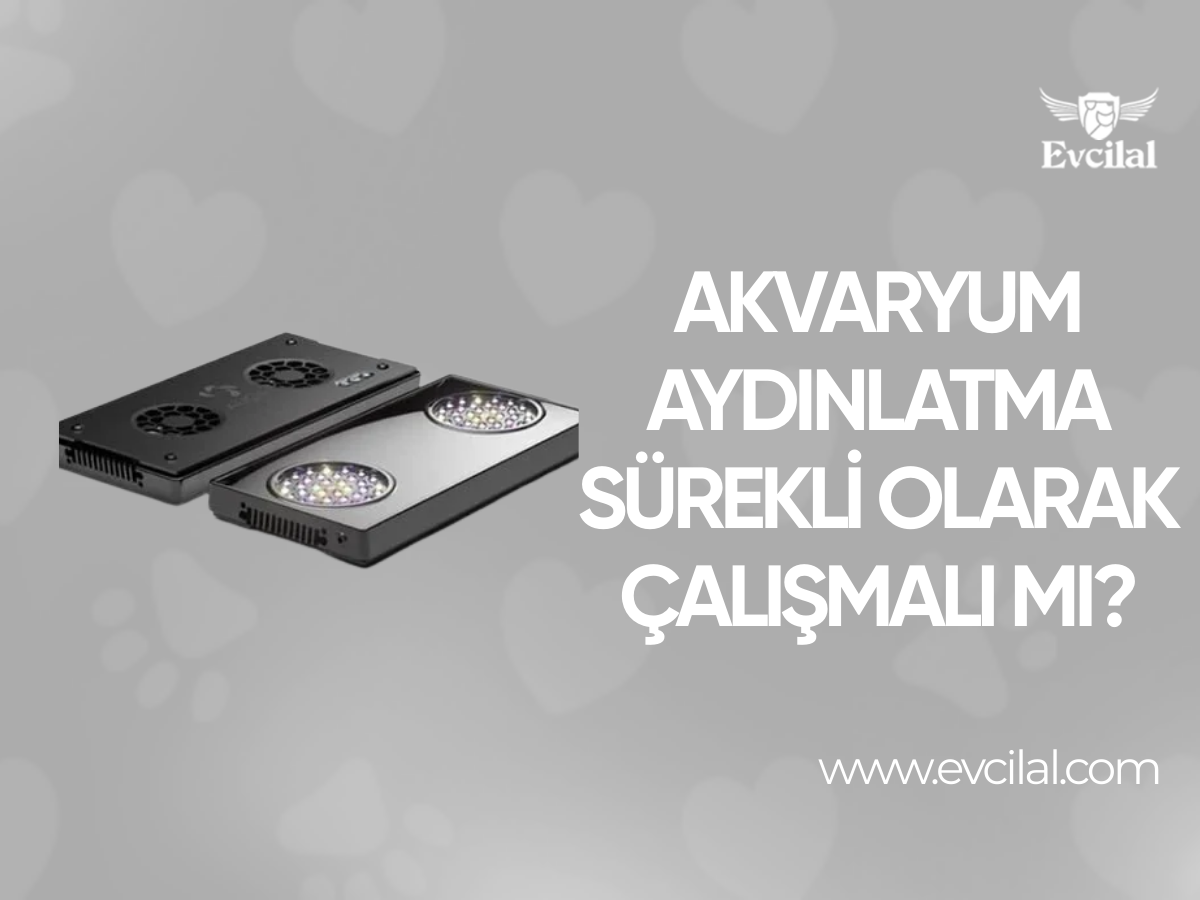 Akvaryum Aydınlatma Sürekli Olarak Çalışmalı Mı?