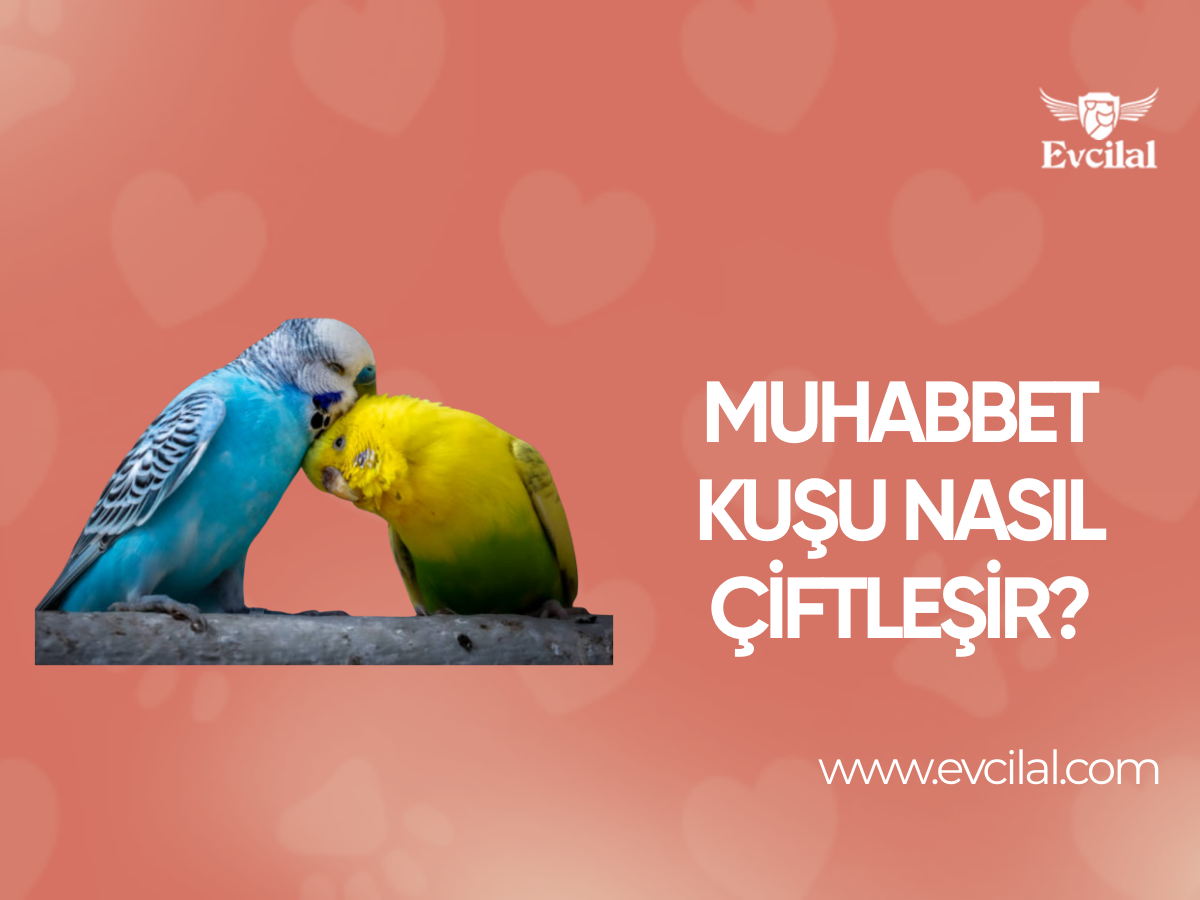 Muhabbet Kuşu Nasıl Çiftleşir?