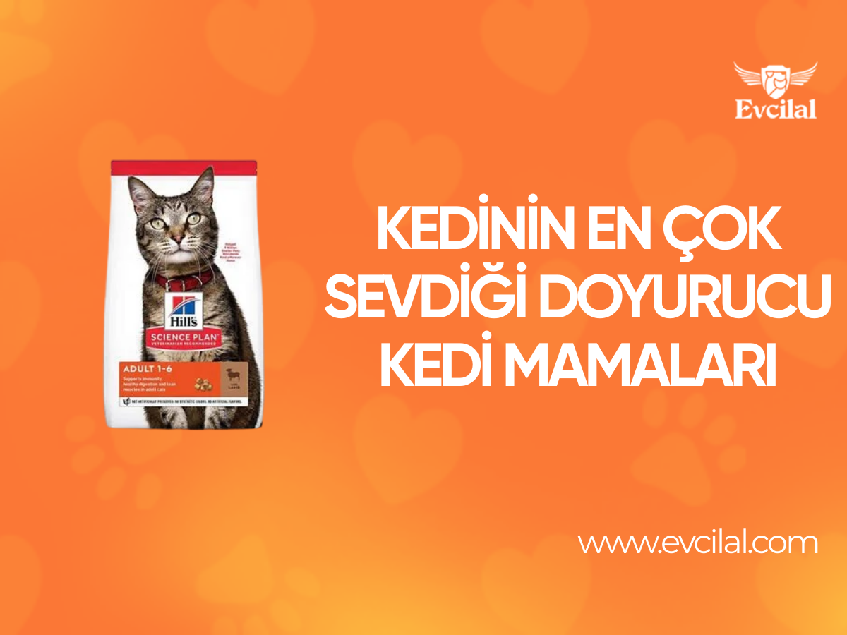 Kedinin En Çok Sevdiği Doyurucu Kedi Mamaları