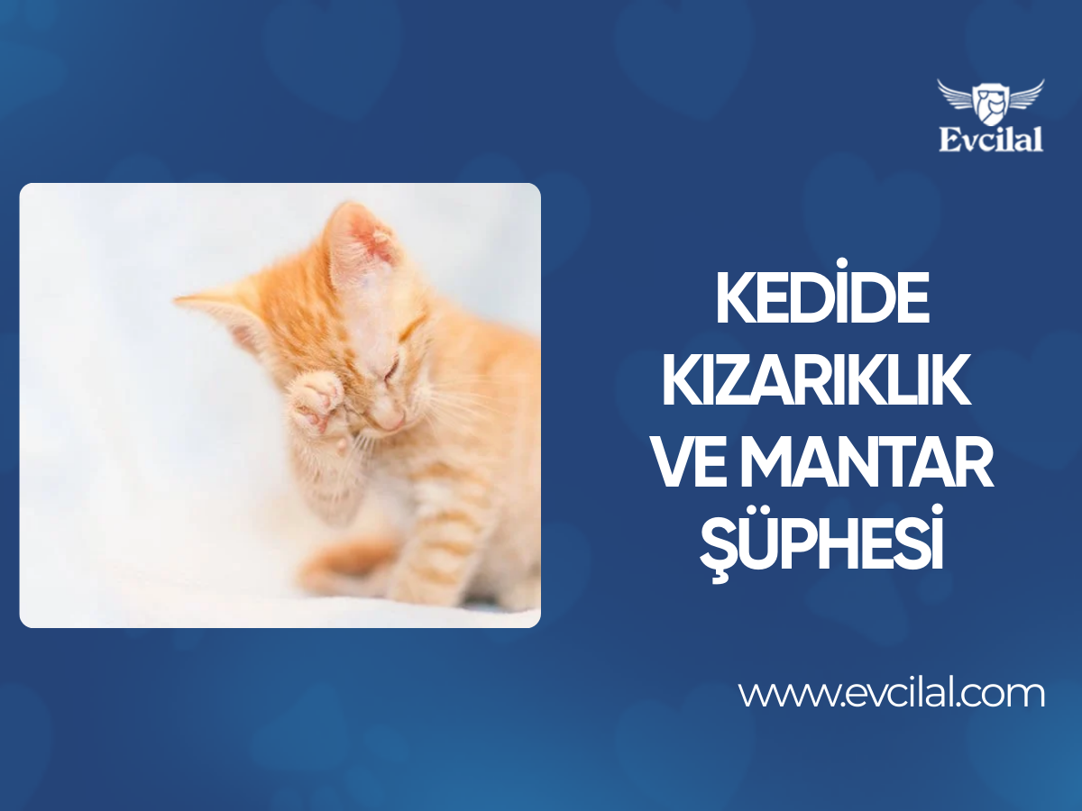 Kedimin Derisinde Kızarıklıklar Var! Yoksa Kedim Mantar Mı?