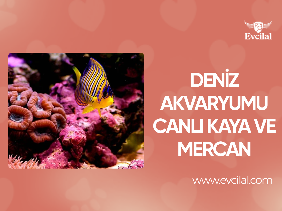 Deniz Akvaryumu Canlı Kaya ve Mercan