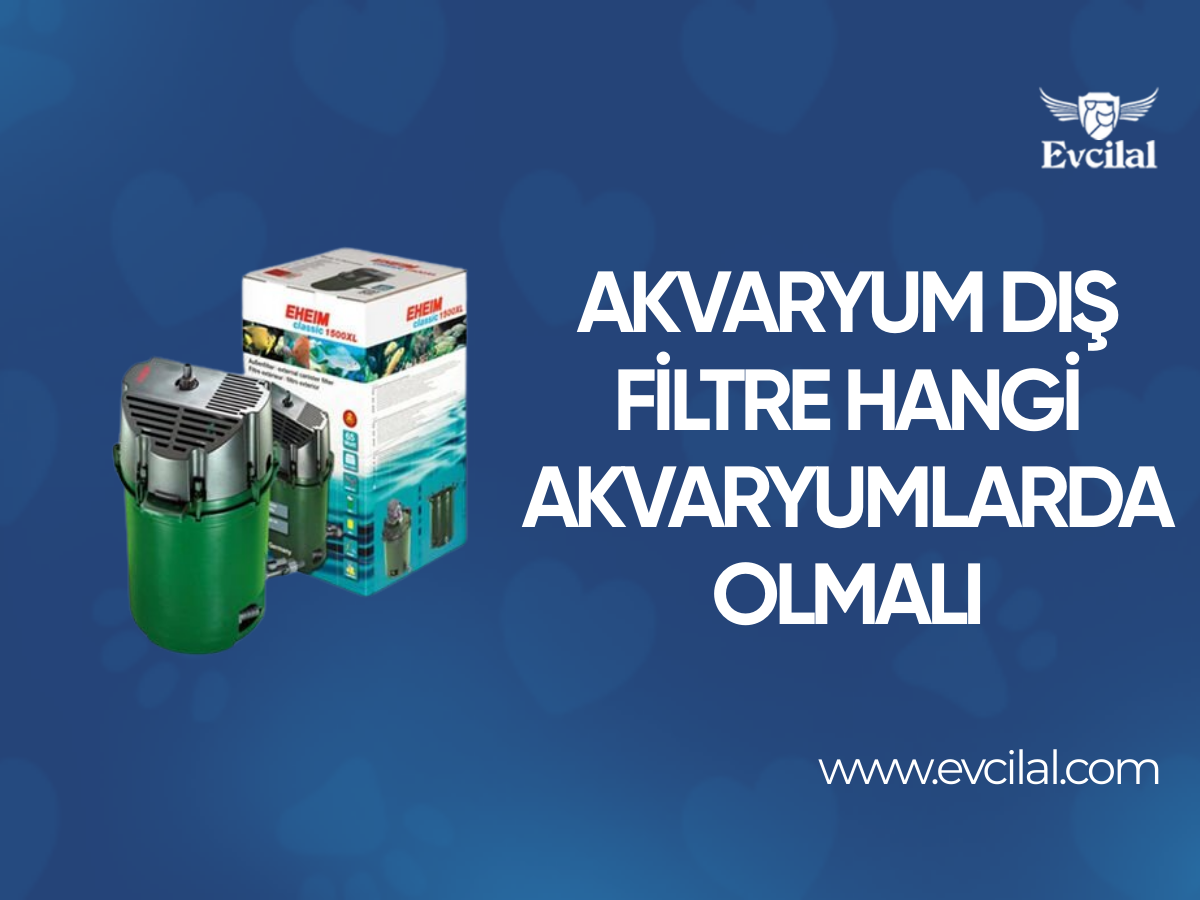 Akvaryum Dış Filtre Hangi Akvaryumlarda Olmalı
