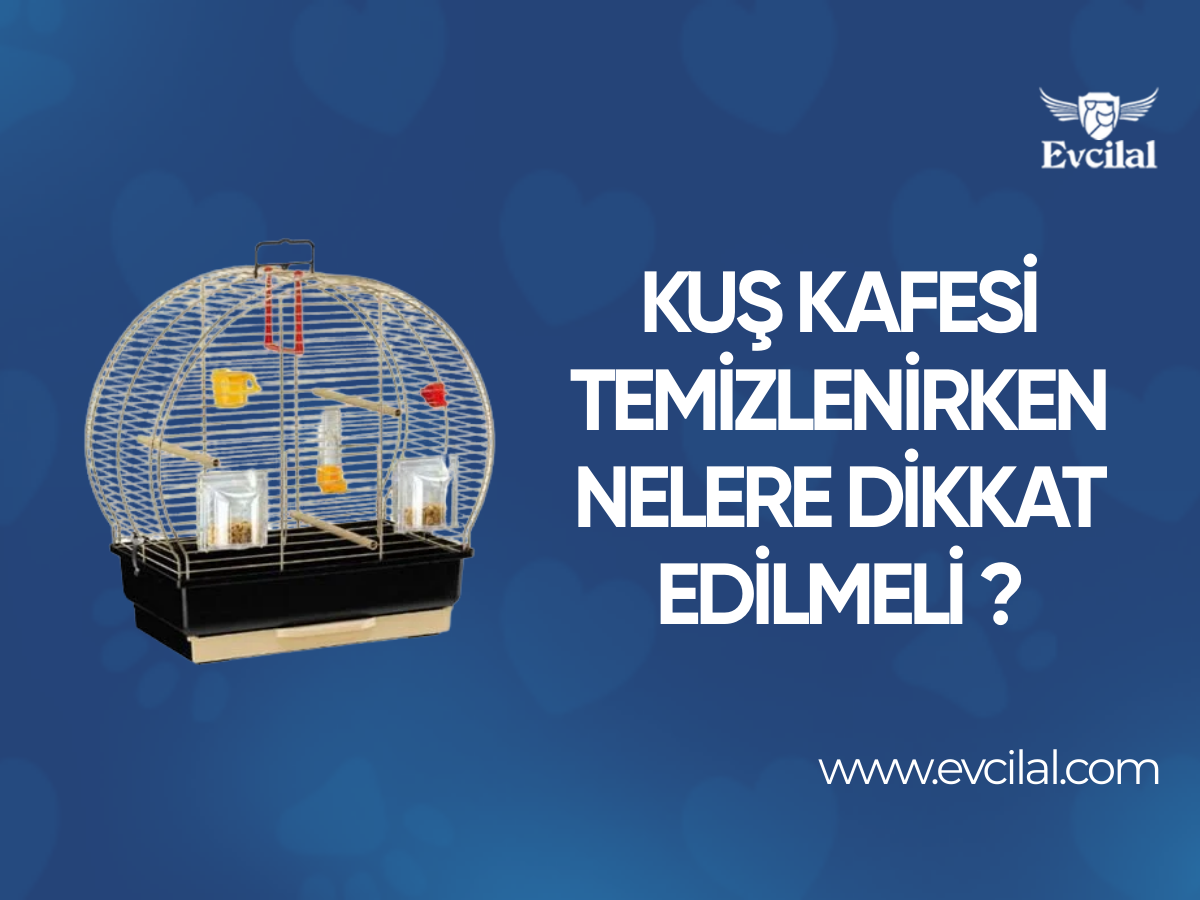 Kuş Kafesi Temizlenirken Nelere Dikkat Edilmeli ?