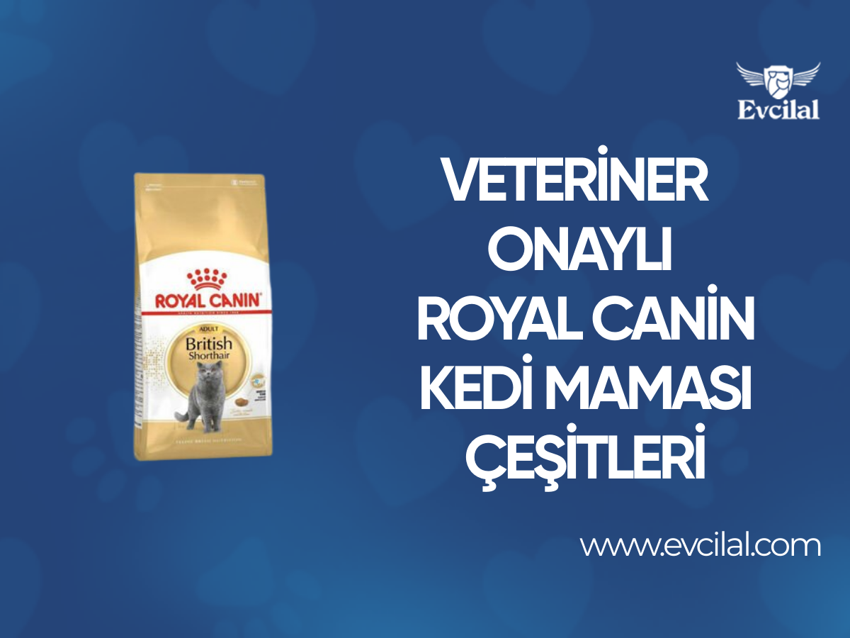 Veteriner Hekimlerin Önerdiği Royal Canin Kedi Maması Çeşitleri