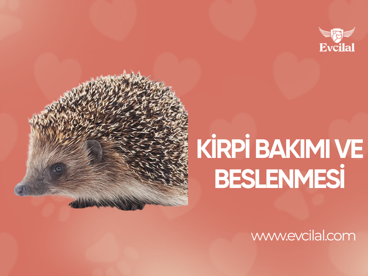 Kirpi Bakımı ve Beslenmesi