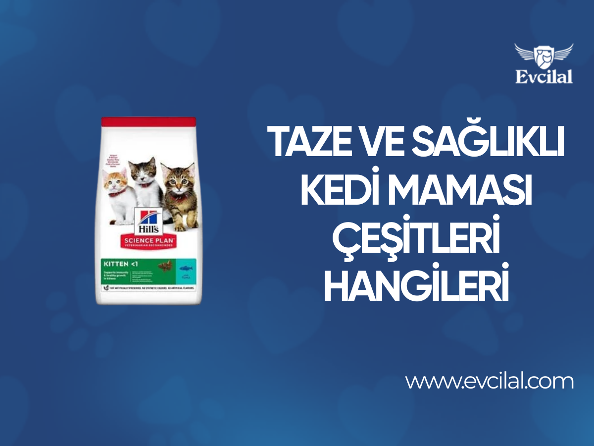 Taze Ve Sağlıklı Kedi Maması Çeşitleri Hangileri?