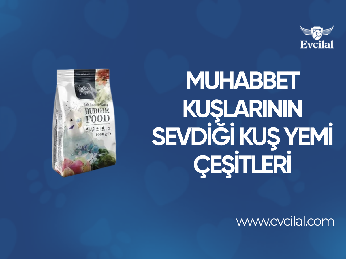 Muhabbet Kuşlarının En Çok Sevdiği Kuş Yemi Çeşitleri Hangileri?