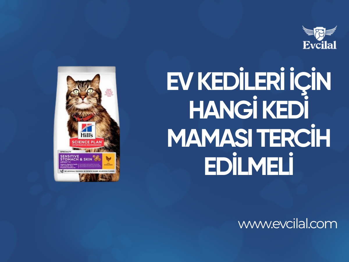 Ev Kedileri İçin Hangi Kedi Maması Tercih Edilmeli 