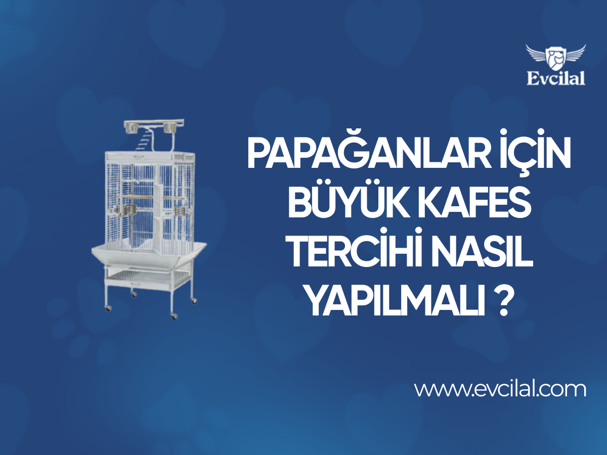 Papağanlar İçin Büyük Kafes Tercihi Nasıl Yapılmalı ?