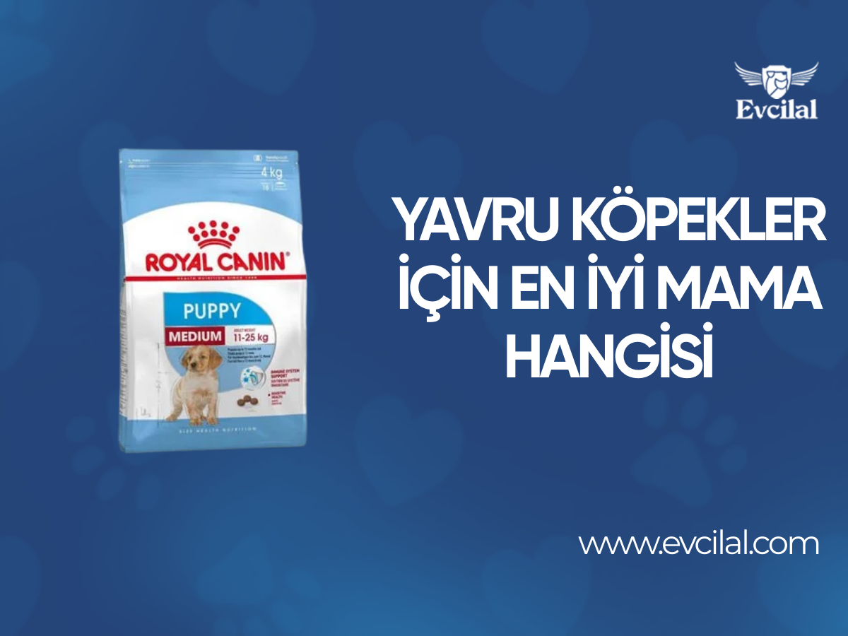 Yavru Köpekler İçin En İyi Mama Hangisi?