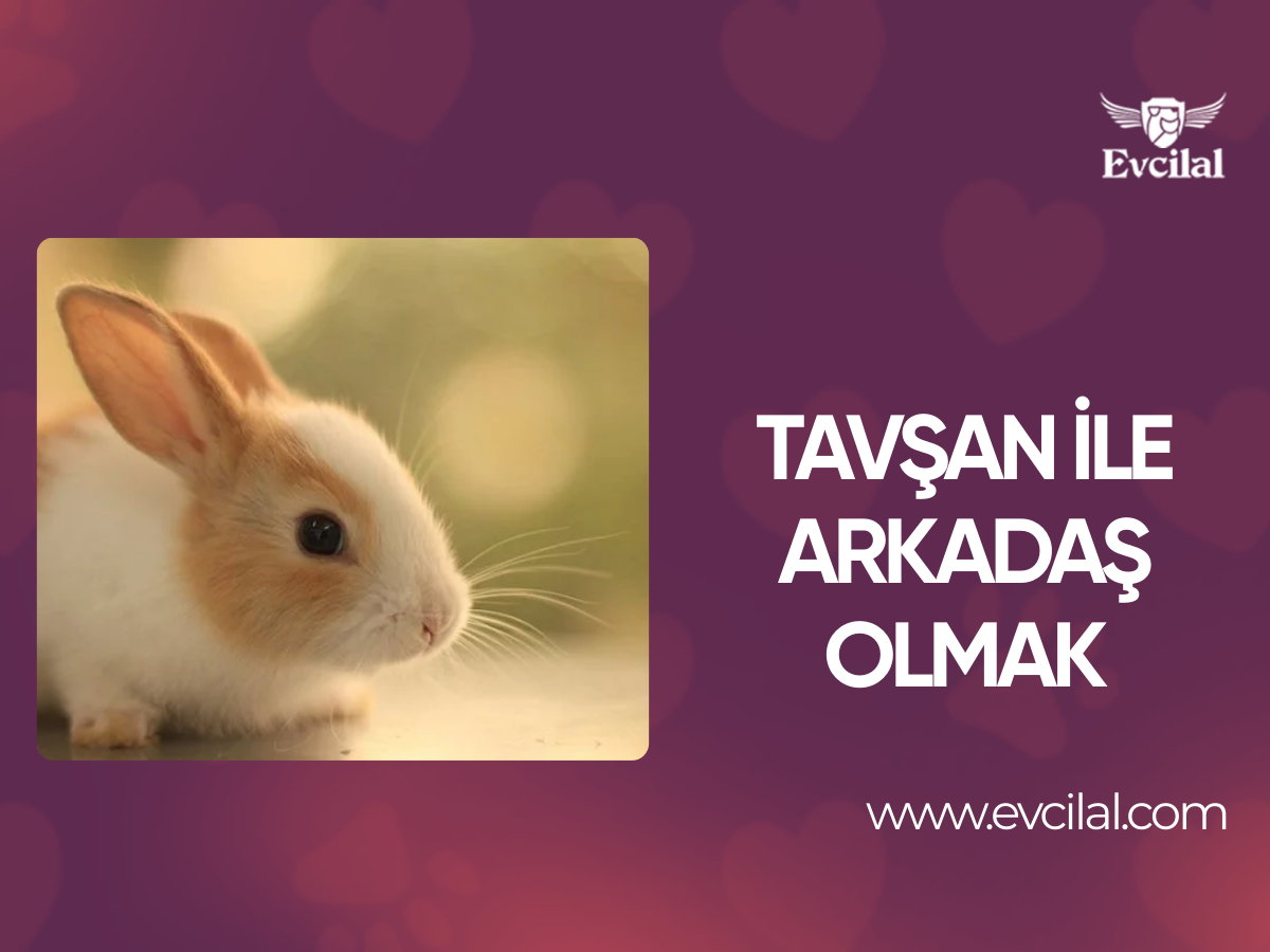 Tavşan ile arkadaş olmak