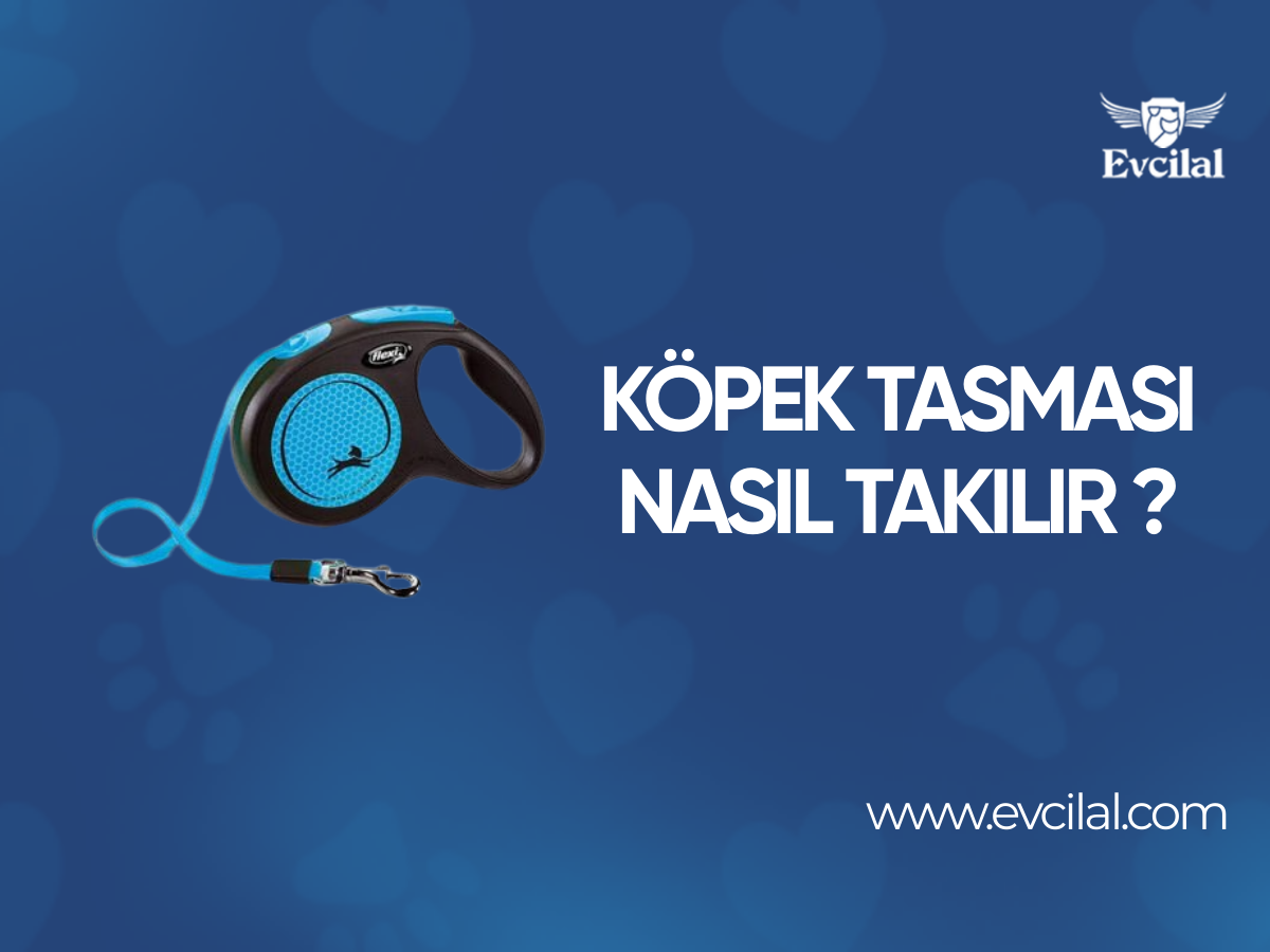 Köpek Tasması Nasıl Takılır ?