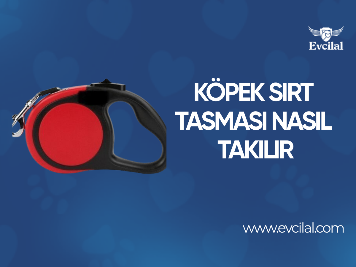 Köpek Sırt Tasması Nasıl Takılır 