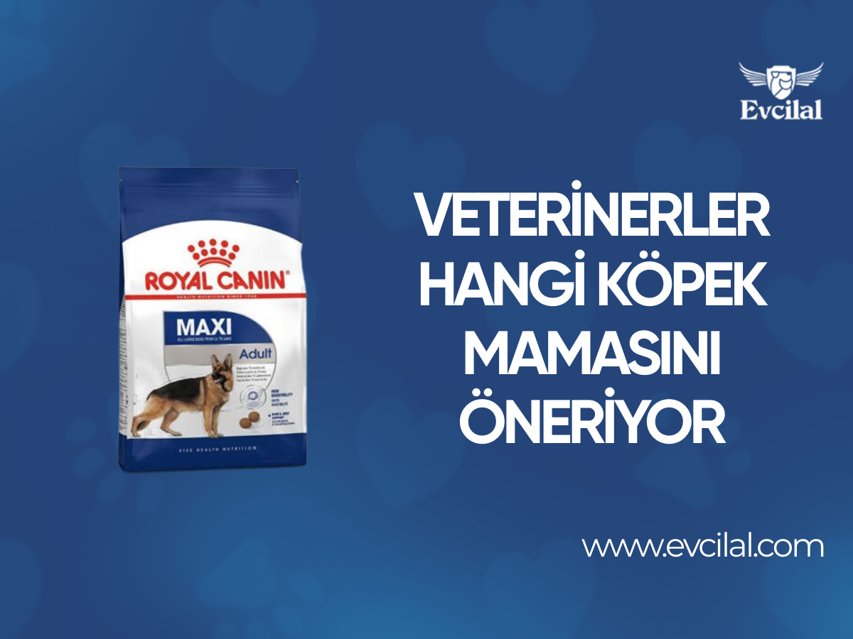 Veterinerler Hangi Köpek Mamasını Öneriyor?