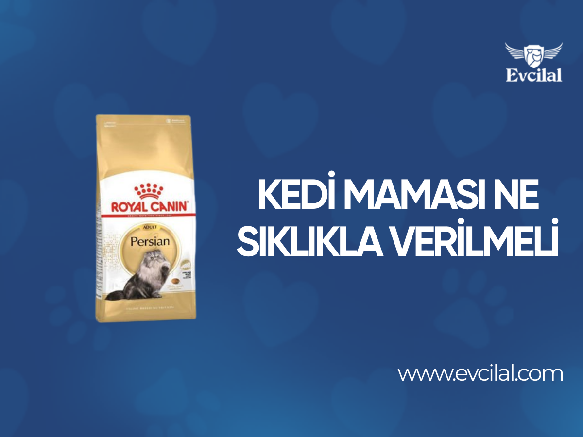 Kedi Maması Ne Sıklıkla Verilmeli