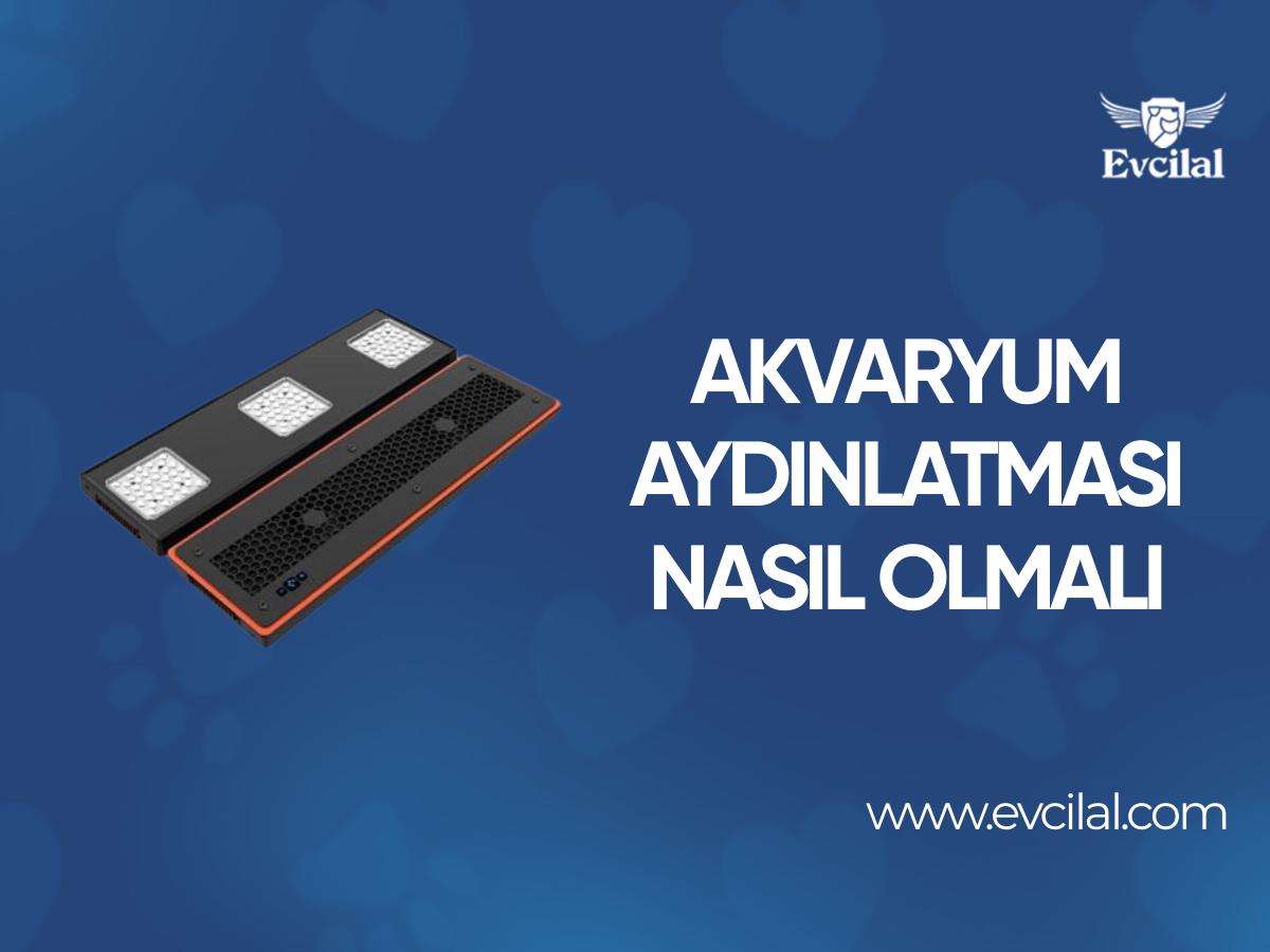 Akvaryum Aydınlatması Nasıl Olmalı