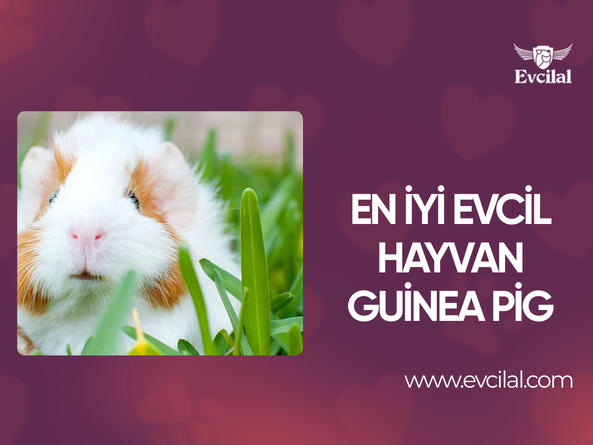 En İyi Evcil Hayvan Guinea Pig 