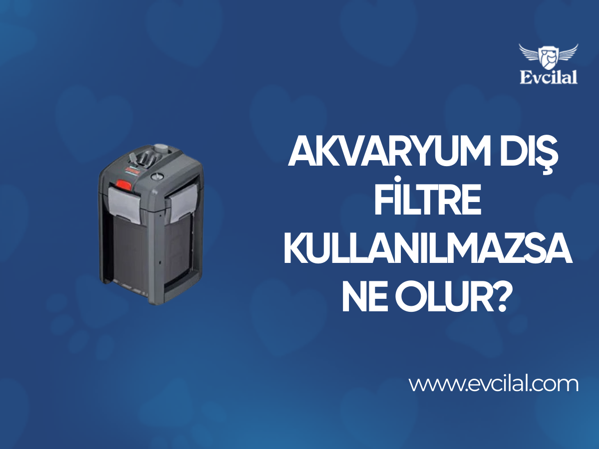 Akvaryum Dış Filtre Kullanılmazsa Ne Olur?