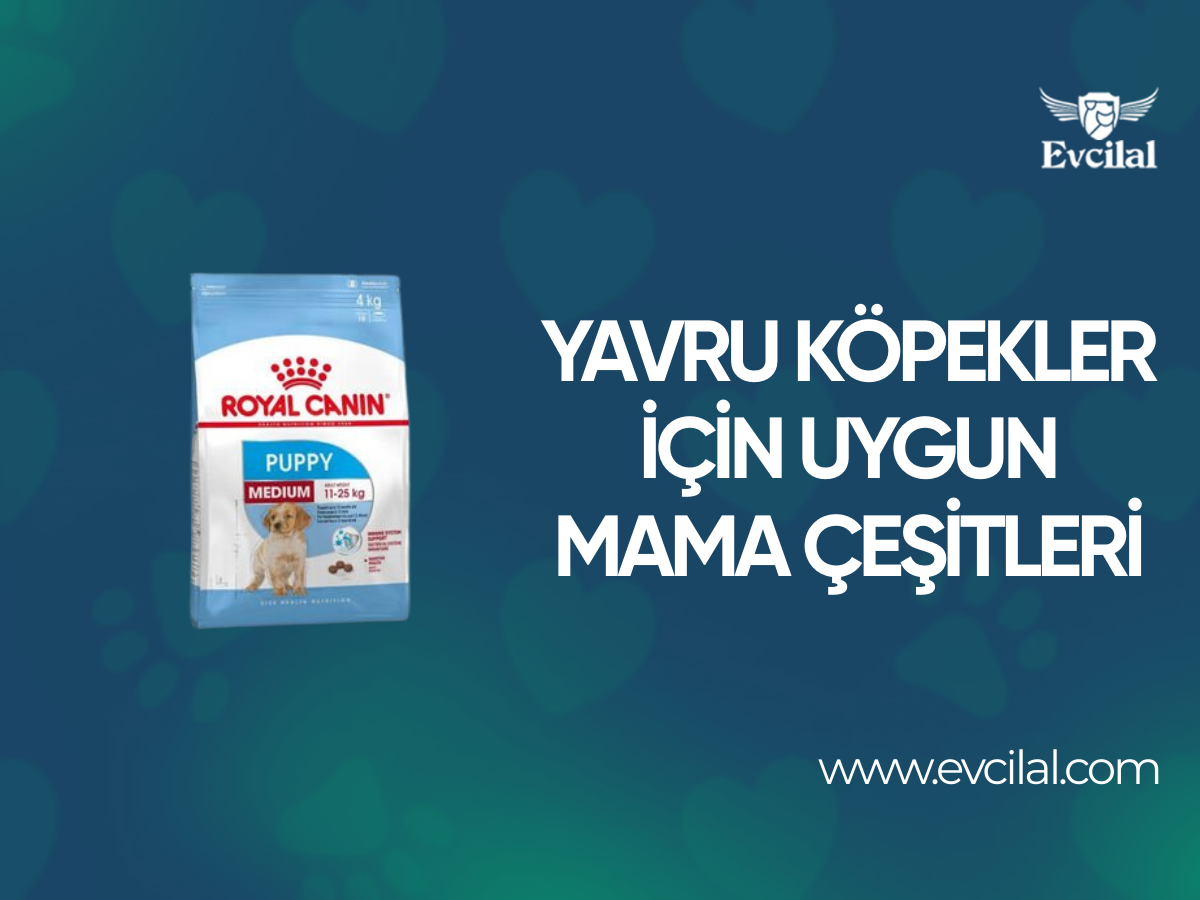 Yavru Köpekler İçin Hangi Köpek Maması Çeşitleri Tercih Edilmeli