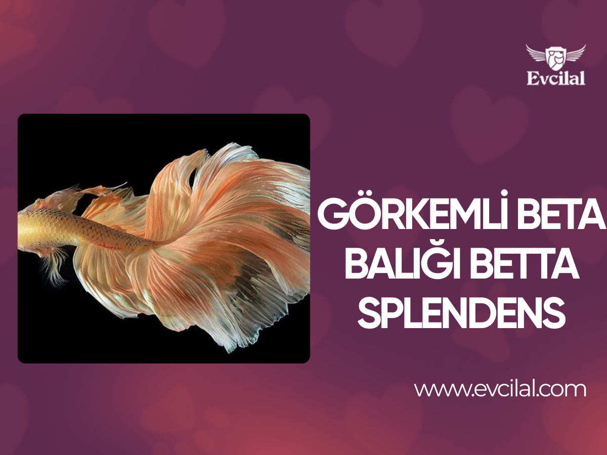 Görkemli Beta Balığı Betta Splendens