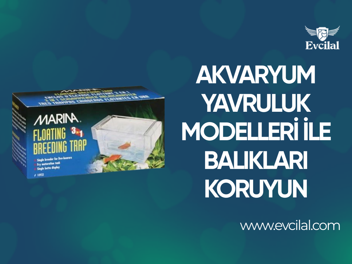 Akvaryum Yavruluk Modelleri İle Yeni Doğmuş Balıkları Koruyun