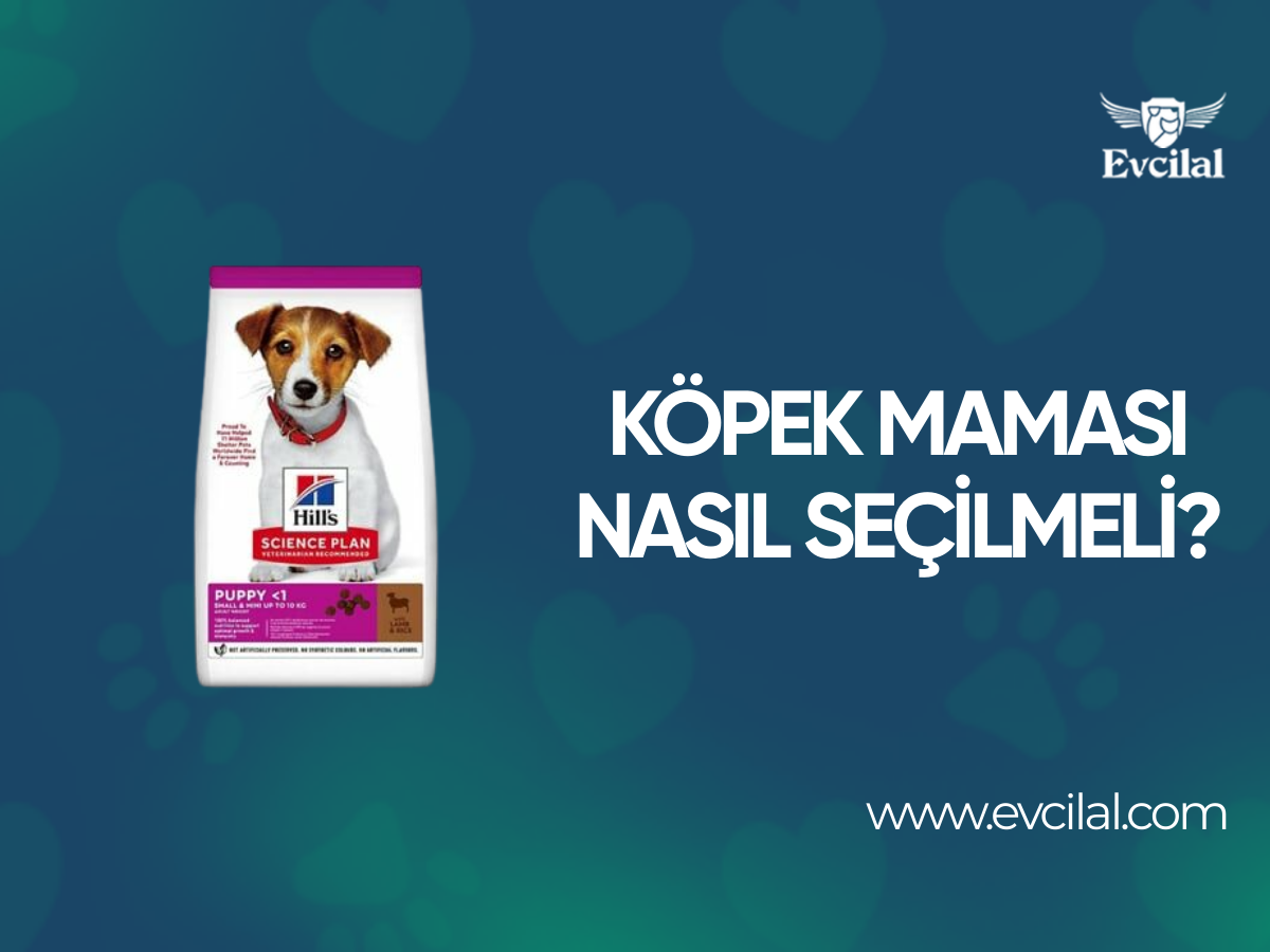 Köpek Maması Nasıl Seçilmeli?