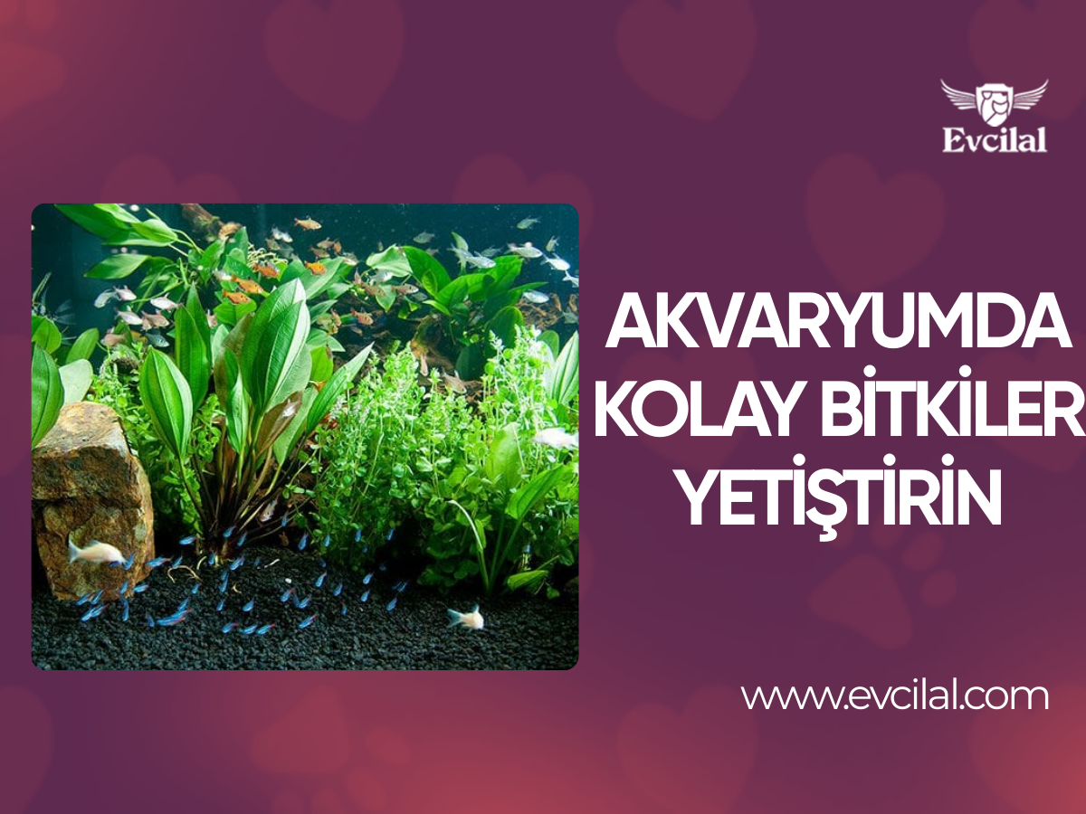 Akvaryumda Kolay Bitkiler Yetiştirin