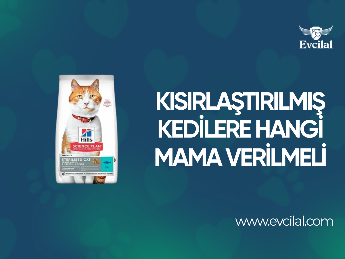 Kısırlaştırılmış Kedilere Hangi Mama Verilmeli