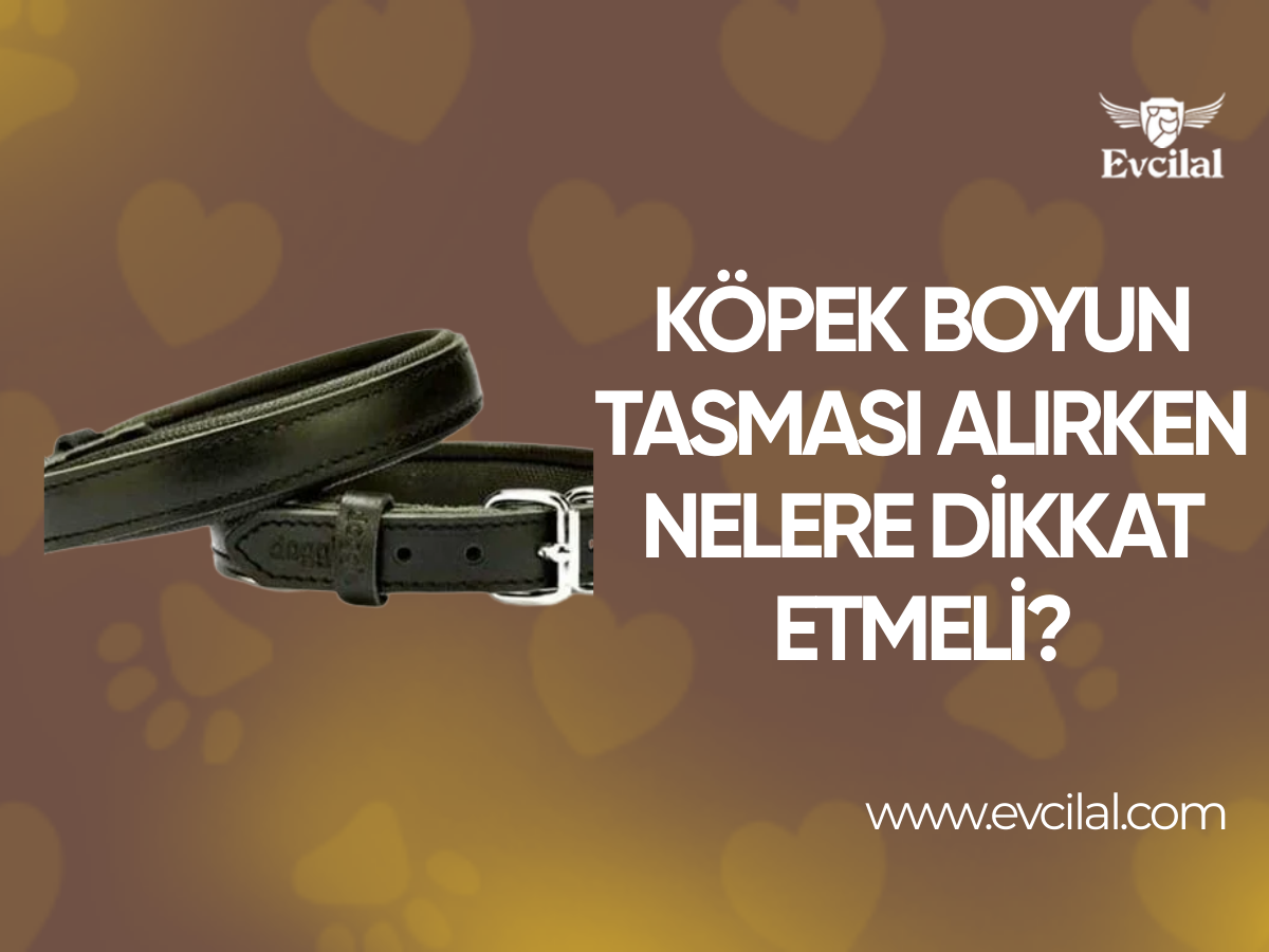 Köpek Boyun Tasması Satın Alırken Nelere Dikkat Edilmeli