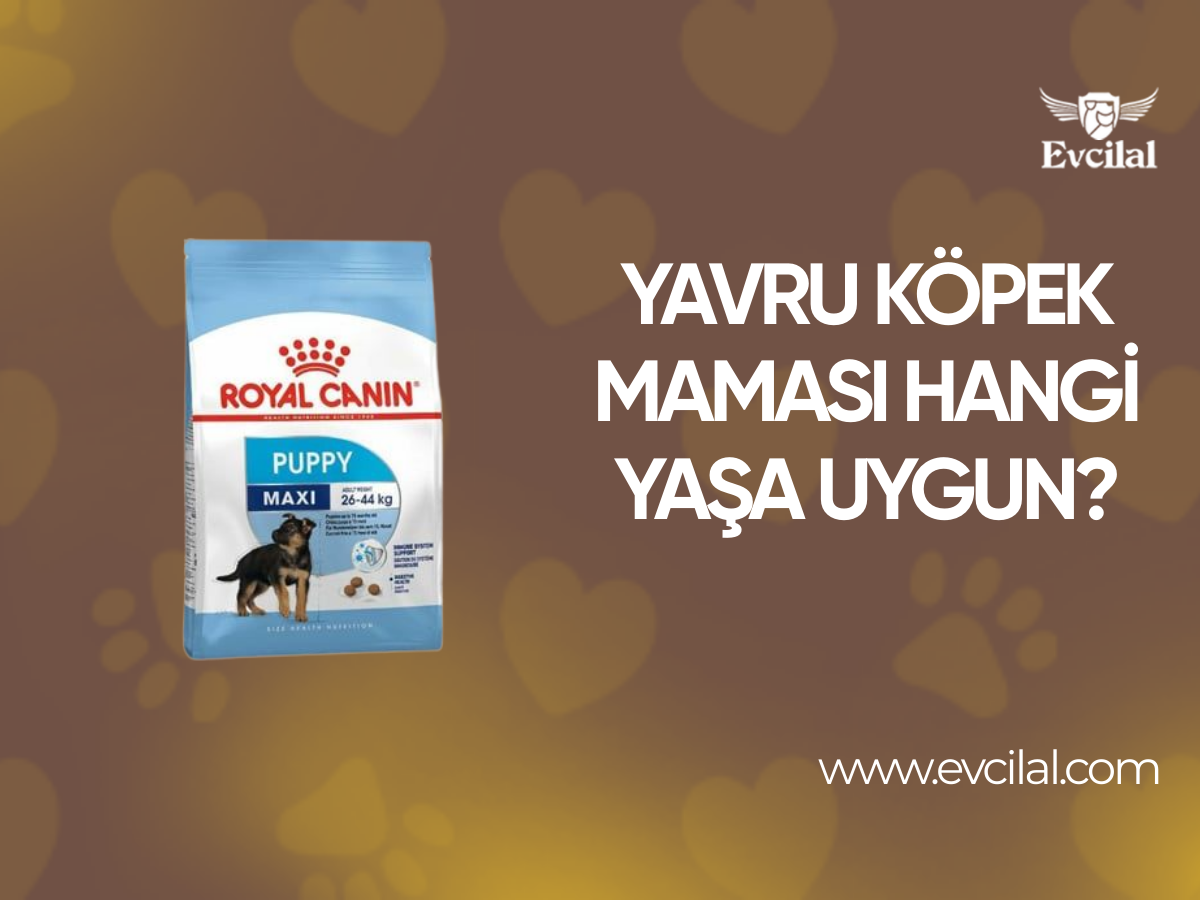 Yavru Köpek Maması Hangi Yaş Grubundaki Köpekler İçin Uygundur