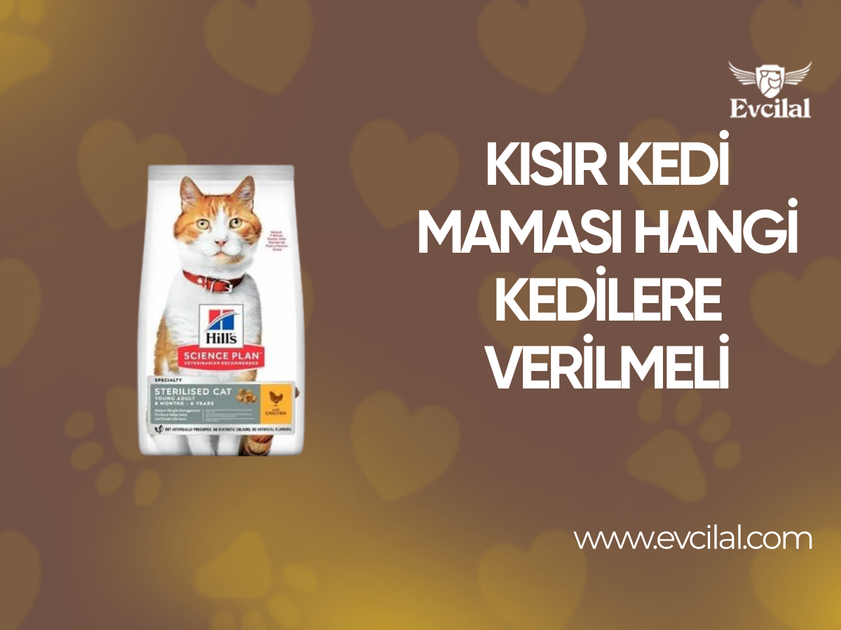 Kısır Kedi Maması Hangi Kedilere Verilmeli