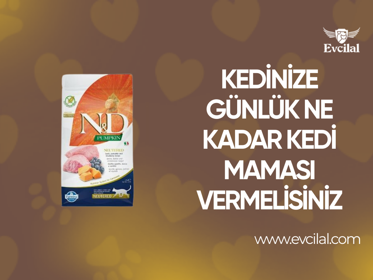Kedinize Günlük Ne Kadar Kedi Maması Vermelisiniz