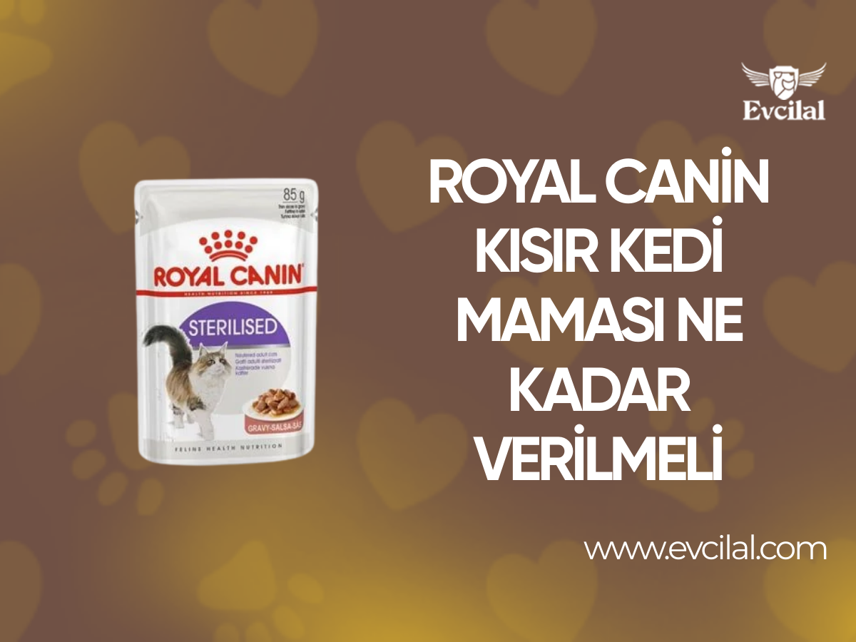 Royal Canin Kısır Kedi Maması Ne Kadar Verilmeli?