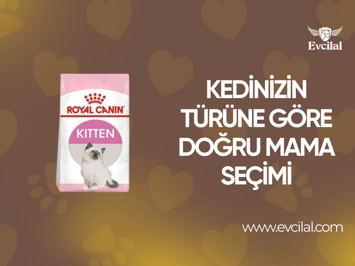 Kedinizin Türüne ve İhtiyacına Göre Kedi Maması Seçimi Nasıl Olmalıdır