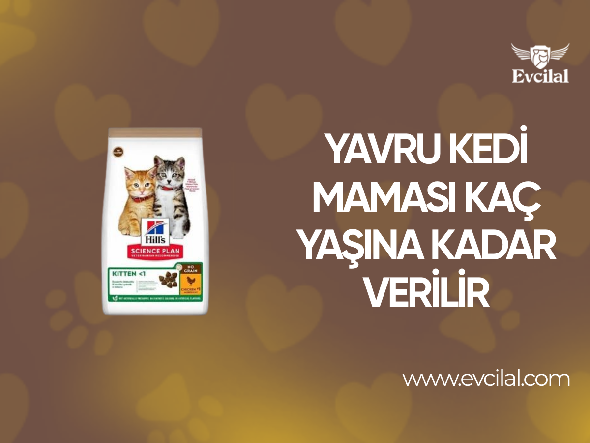 Yavru Kedi Maması Kaç Yaşına Kadar Verilir?