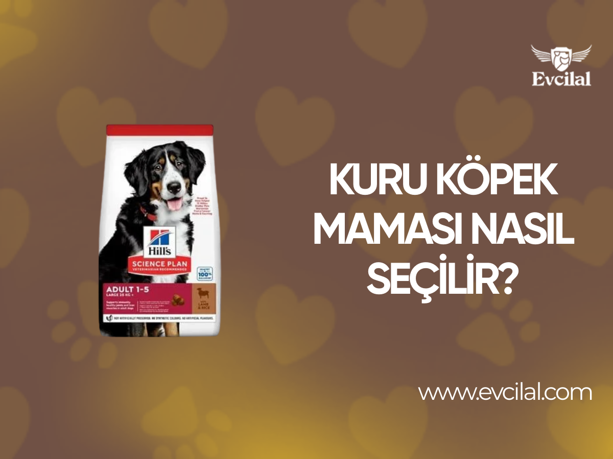 Kuru Köpek Mama Seçerken Dikkat Edilmesi Gerekenler Neler