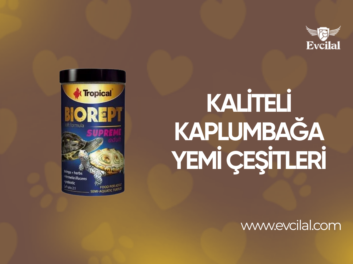 Kaliteli İçeriğe Sahip Olan Kaplumbağa Yemi Çeşitleri Hangileri