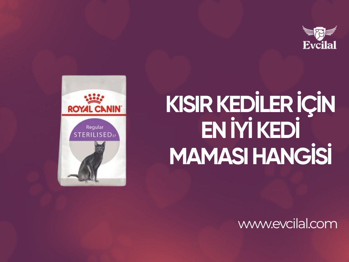 Kısır Kediler İçin En İyi Kedi Maması Hangisi 