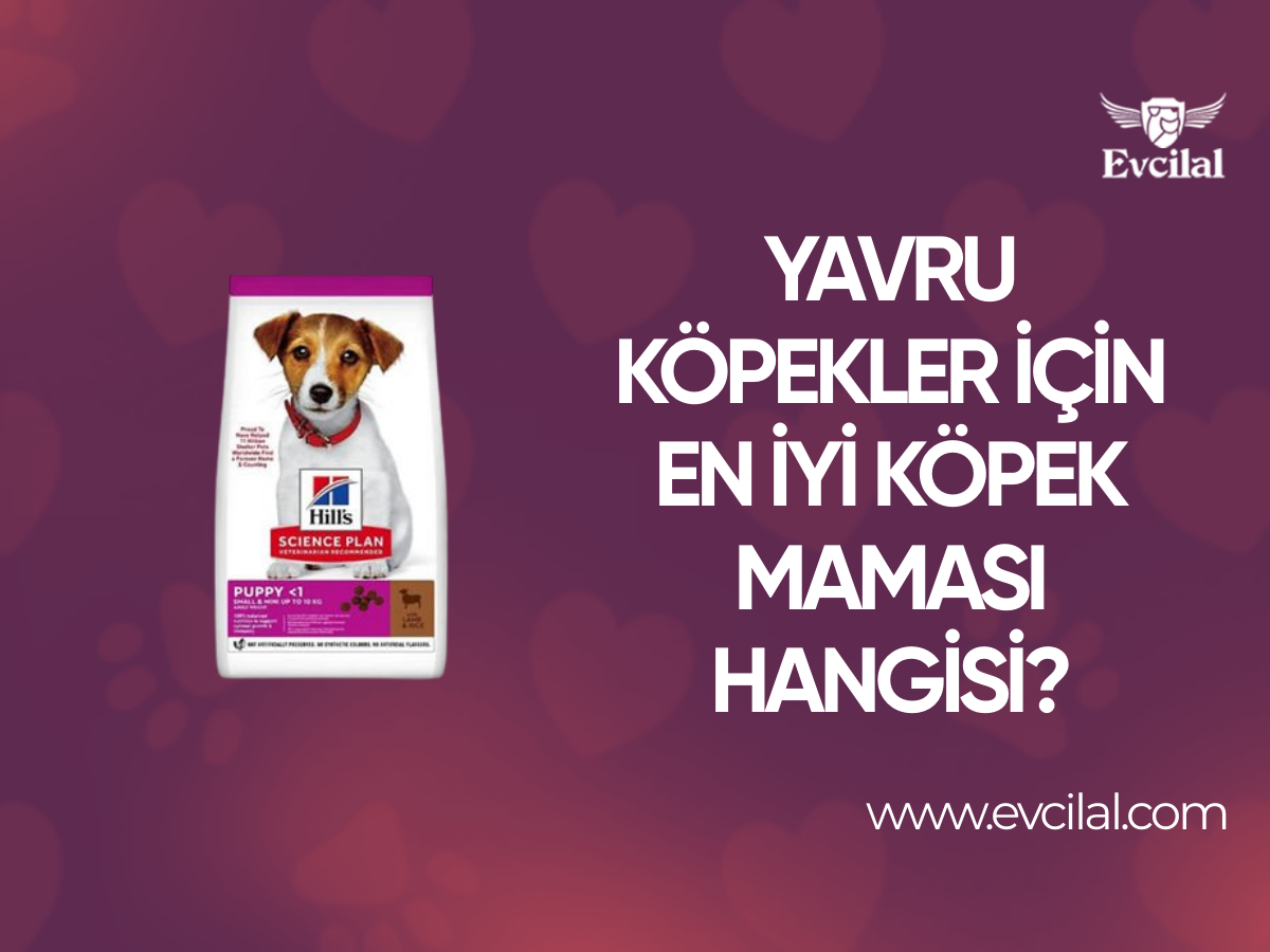 Yavru Köpekler İçin En İyi Köpek Maması Hangisi?