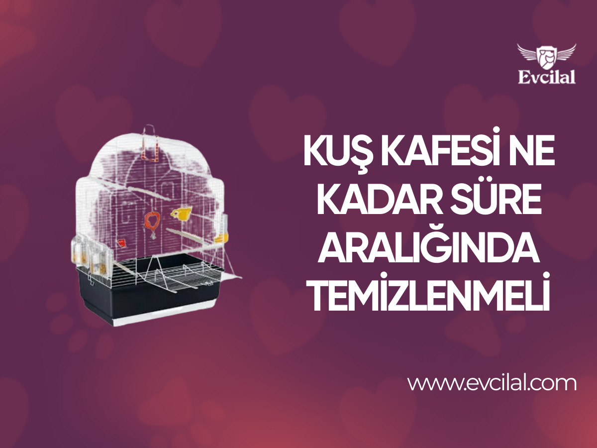 Kuş Kafesi Ne Kadar Süre Aralığında Temizlenmeli