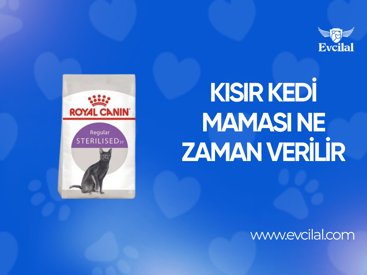 Kısır Kedi Maması Ne Zaman Verilir